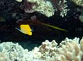 047 Forceps Butterflyfish and Trumpetfish